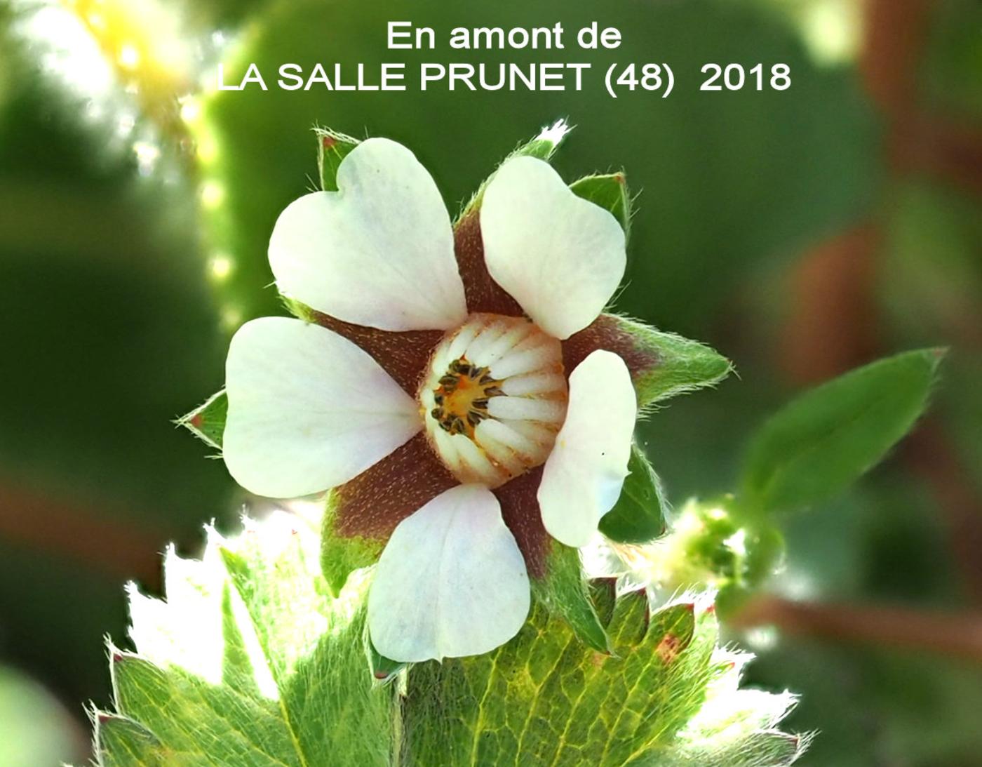 Strawberry, Barren flower